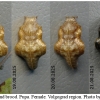 nep rivularis pupa10 volg21